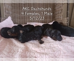 Image preview for Ad Listing. Nickname: Dachshunds