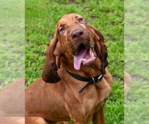 Bloodhound Dogs for adoption in Gloversville, NY, USA