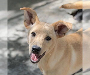 Labrador Retriever Dogs for adoption in Yardley, PA, USA