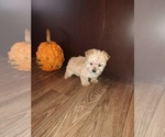 Small Photo #10 Maltese Puppy For Sale in LAPEER, MI, USA