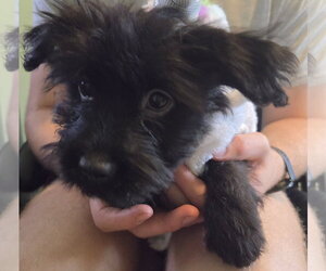Rose - Female Shih Tzu-Unknown Mix Dog for Adoption - Photo #3