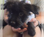 Small Photo #3 Shih Tzu-Unknown Mix Puppy For Sale in Plainfield, IL, USA