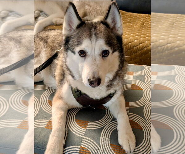 Medium Photo #2 Huskies -Unknown Mix Puppy For Sale in Omaha, NE, USA