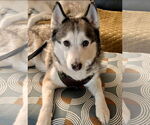 Small #1 Huskies  Mix