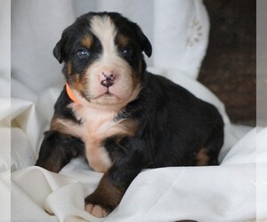 Bernese Mountain Dog Puppy for sale in FREDERICKSBG, OH, USA