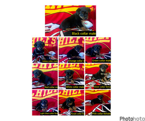 Rottweiler Puppy for sale in AMSTERDAM, MO, USA