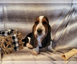 Small Photo #6 Basset Hound Puppy For Sale in CLAREMORE, OK, USA