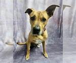 LOLA - Female Mutt Dog for Adoption - Small photo