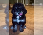 Puppy Female Doodle 5 Bernedoodle-Labradoodle Mix