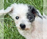 Small #6 Poodle (Toy) Mix
