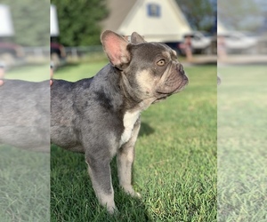 Father of the French Bulldog puppies born on 11/29/2019