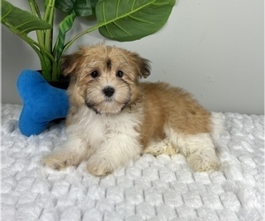 Havanese Puppy for sale in FRANKLIN, IN, USA