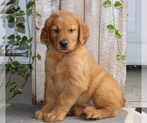 Mastiff Puppy for sale in CHRISTIANA, PA, USA