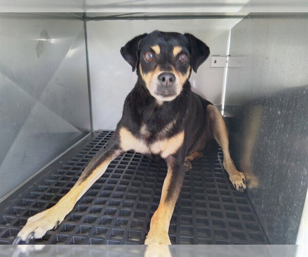 Medium Photo #1 Mutt Puppy For Sale in Fort Lauderdale, FL, USA