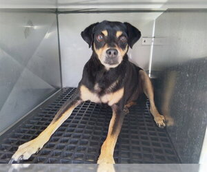 Mutt Dogs for adoption in Fort Lauderdale, FL, USA