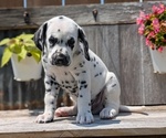 Small Photo #72 Dalmatian Puppy For Sale in GOSHEN, IN, USA