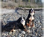 Small Photo #3 Bernese Mountain Dog Puppy For Sale in SOUTHWORTH, WA, USA