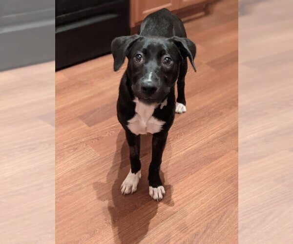 Medium Photo #6 American Staffordshire Terrier-Great Pyrenees Mix Puppy For Sale in Holly Springs, NC, USA