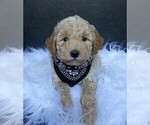 Small Photo #2 Maltipoo Puppy For Sale in MILLERSBURG, OH, USA