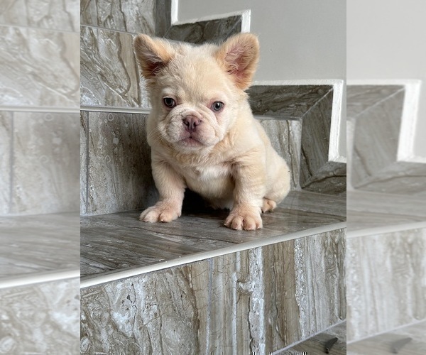 Medium Photo #7 French Bulldog Puppy For Sale in AGOURA HILLS, CA, USA