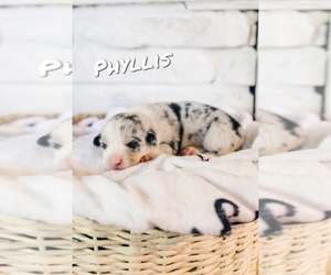 Pembroke Welsh Corgi Puppy for sale in POMONA, MO, USA