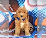Small Photo #2 Goldendoodle Puppy For Sale in LEOLA, PA, USA