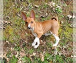 Small Photo #7 Basenji Puppy For Sale in EUGENE, OR, USA