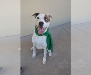 Great Pyrenees-Unknown Mix Dogs for adoption in McKinney, TX, USA