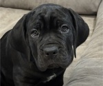 Puppy 2 Cane Corso