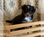 Small #4 Shel-Aussie