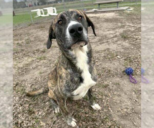 Medium Photo #2 Plott Hound-Unknown Mix Puppy For Sale in Conroe, TX, USA