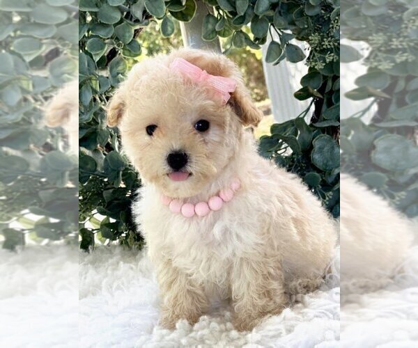 Medium Photo #14 Maltipoo Puppy For Sale in THONOTOSASSA, FL, USA