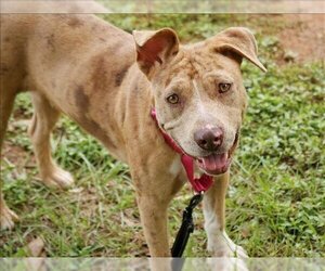 Catahoula Leopard Dog-Unknown Mix Dogs for adoption in Tallahassee, FL, USA