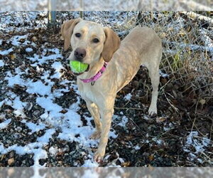 Bluetick Coonhound-Catahoula Leopard Dog Mix Dogs for adoption in Anchorage, AK, USA