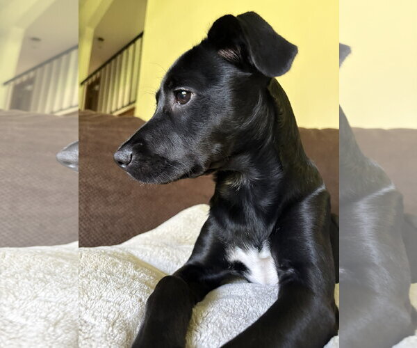 Medium Photo #6 Labrador Retriever-Unknown Mix Puppy For Sale in Genesee, WI, USA
