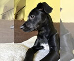 Small #5 Labrador Retriever Mix
