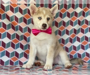 Pomsky Puppy for sale in LANCASTER, PA, USA