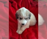 Puppy Harold Great Pyrenees