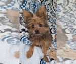 Puppy Maui Yoranian