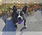 Small American French Bull Terrier