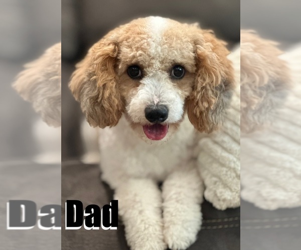 Medium Photo #1 Poodle (Miniature) Puppy For Sale in STRAWBERRY, AR, USA
