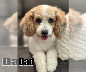 Father of the Poodle (Miniature) puppies born on 04/22/2025