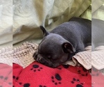 Small Photo #5 French Bulldog Puppy For Sale in TRENTON, TX, USA