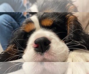 Mother of the Cavalier King Charles Spaniel puppies born on 05/15/2025