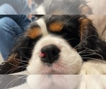 Small Photo #1 Cavalier King Charles Spaniel Puppy For Sale in SANTA ROSA, CA, USA