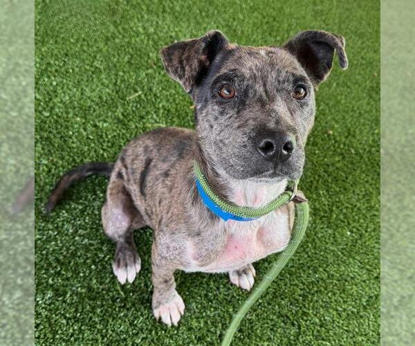 Medium Photo #1 American Pit Bull Terrier-Unknown Mix Puppy For Sale in Murfreesboro, TN, USA