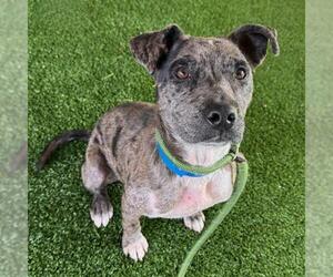 American Pit Bull Terrier-Unknown Mix Dogs for adoption in Murfreesboro, TN, USA