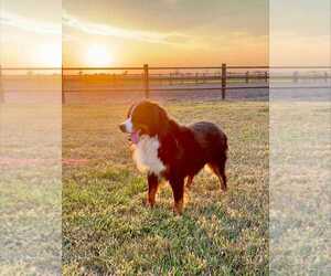 Father of the Bernese Mountain Dog puppies born on 04/13/2025