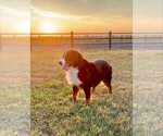 Small Photo #1 Bernese Mountain Dog Puppy For Sale in ARTHUR, IL, USA