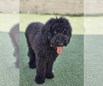 Small #1 Goldendoodle